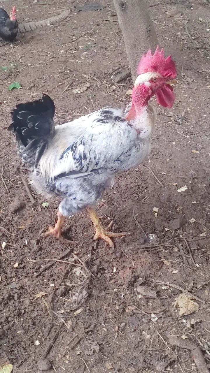 Frango  - Foto 3