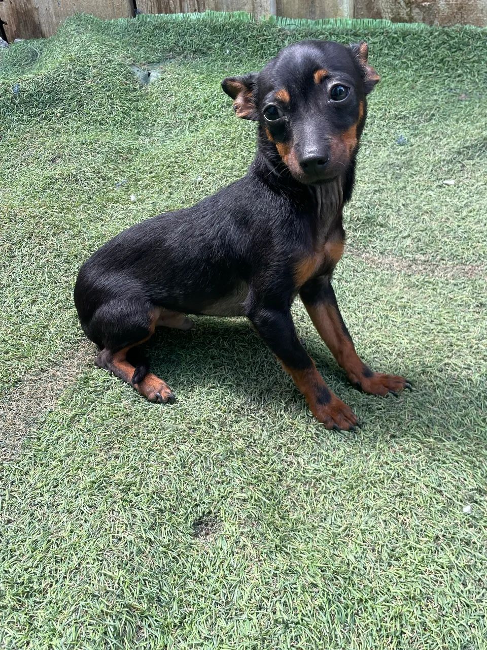 Pinscher n1  - Foto 5