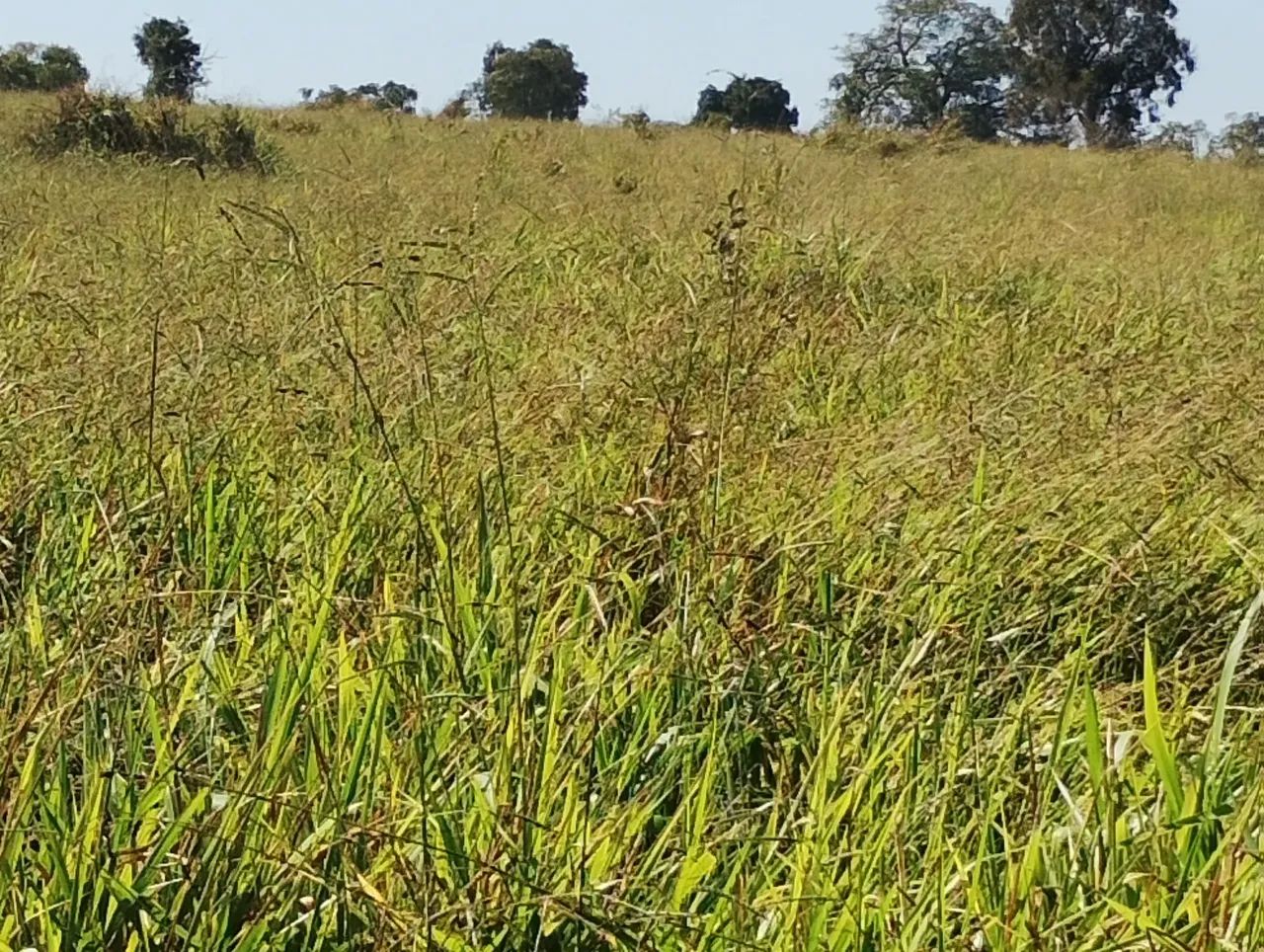 Arrendamento de Pasto a 70 km de Campo Grande  - Foto 2