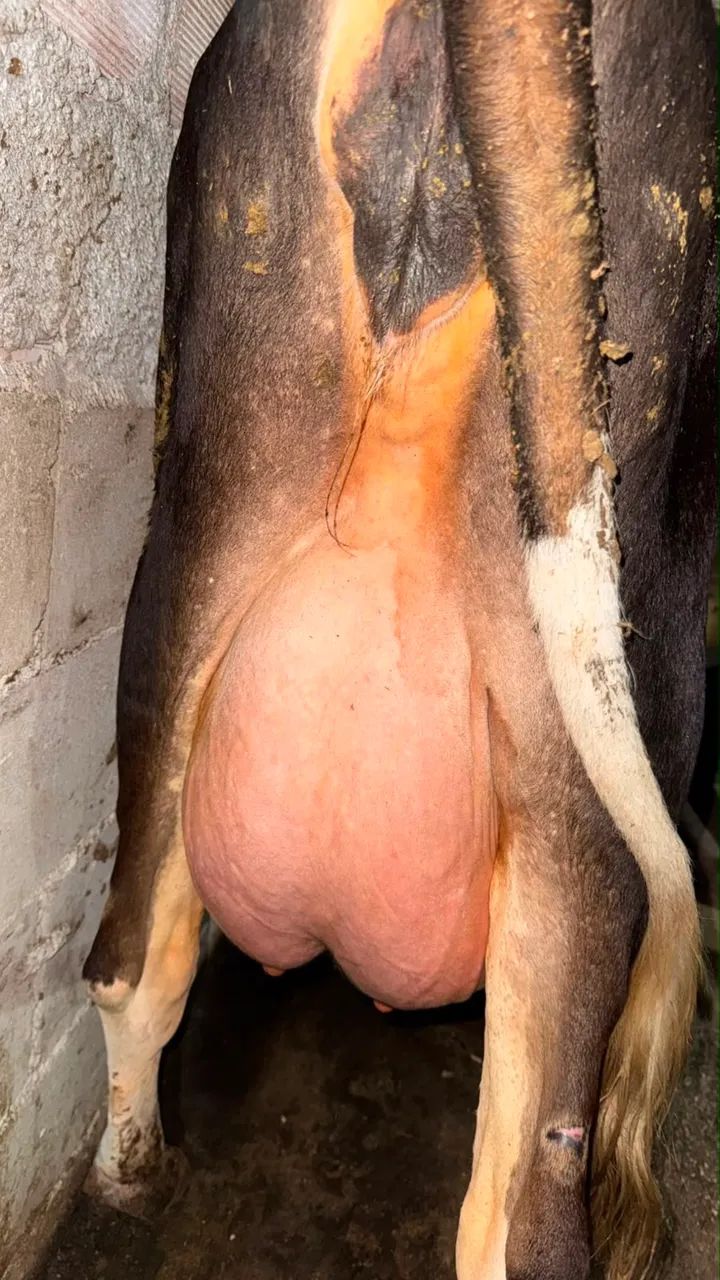 VACA E BEZERRA - Foto 3
