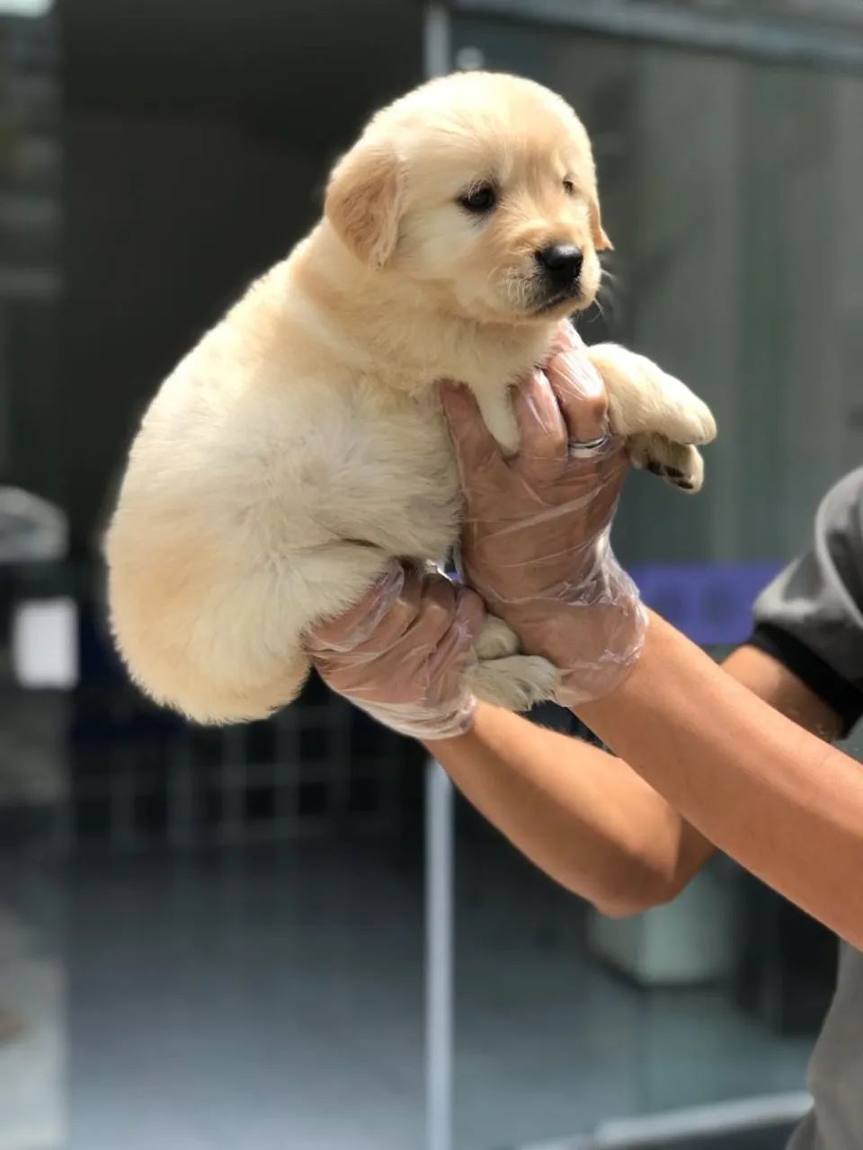 Sua nova melhor amiga com pedigree e todo cuidado que merece! - Foto 2