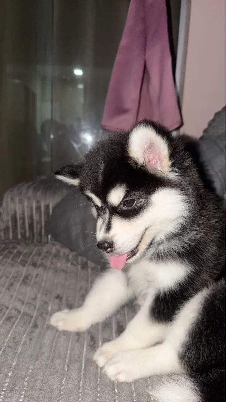 Banho e Tosa - Husky Siberiano  - Foto 2