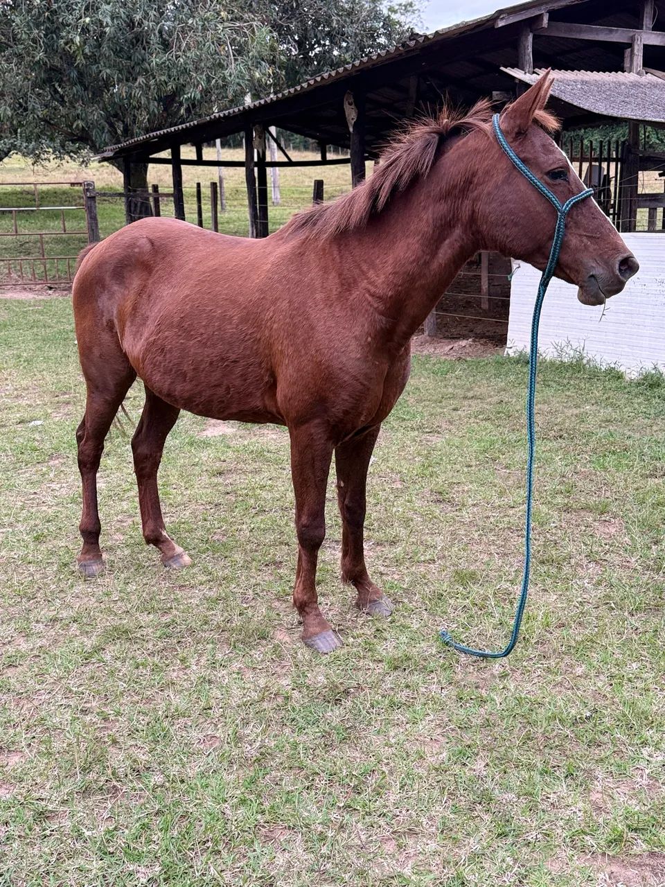 Vende - se Égua  - Foto 6