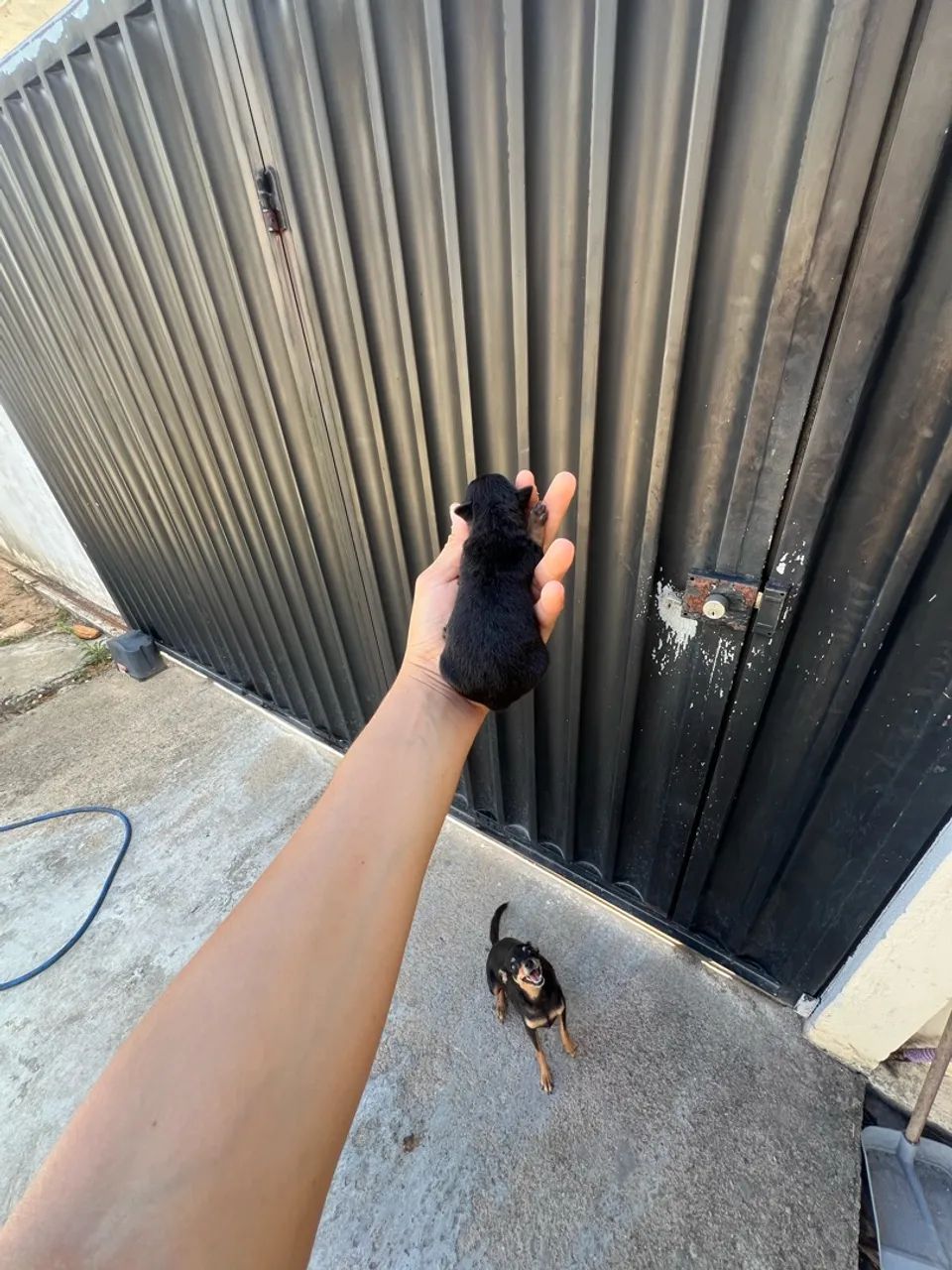 Pinscher zero  - Foto 4
