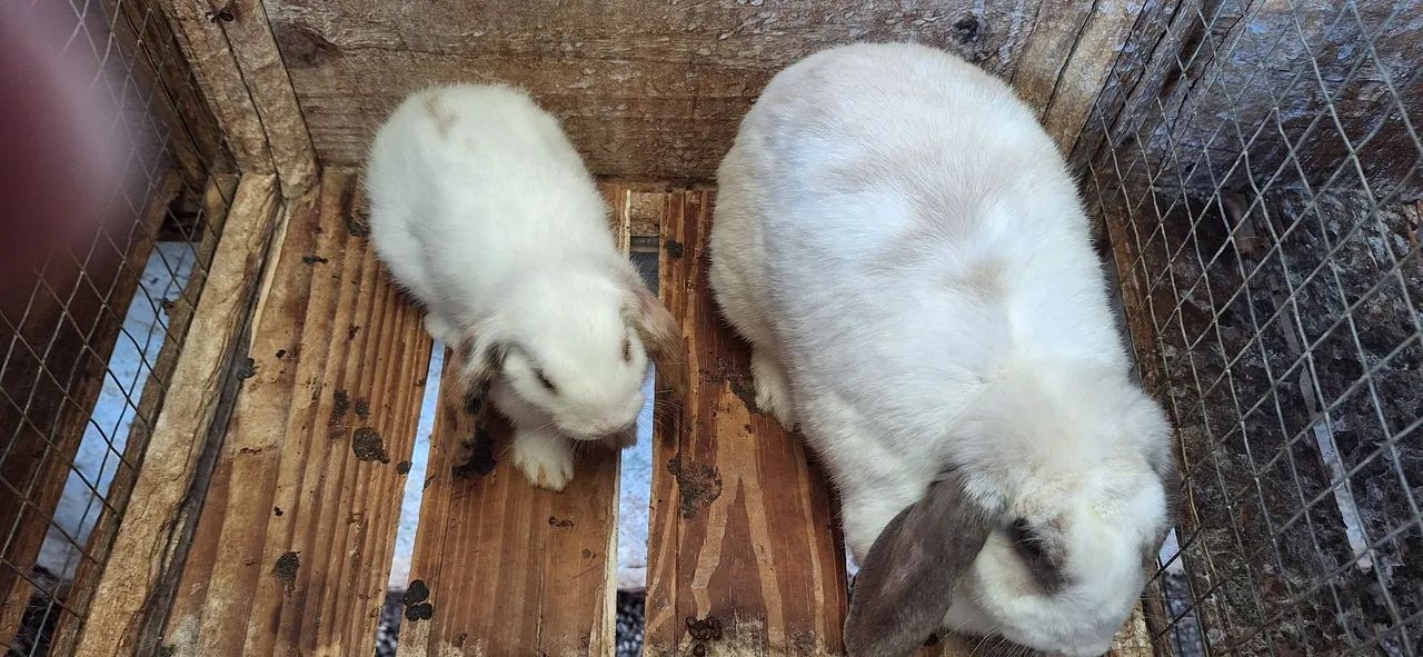 Coelhos mini lop uruquaio  - Foto 5