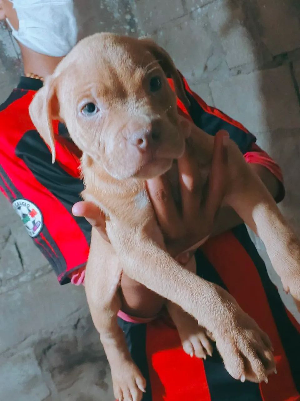 Filhotes de Pitmonster Disponível - Foto 4