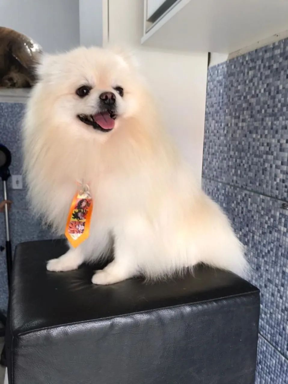 Lulu da Pomerânia  - Foto 4