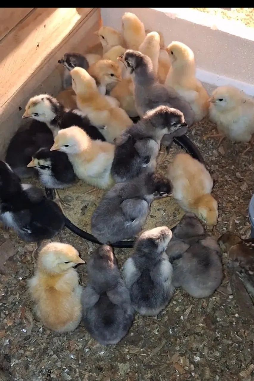 Vende se pintinhos gsb 