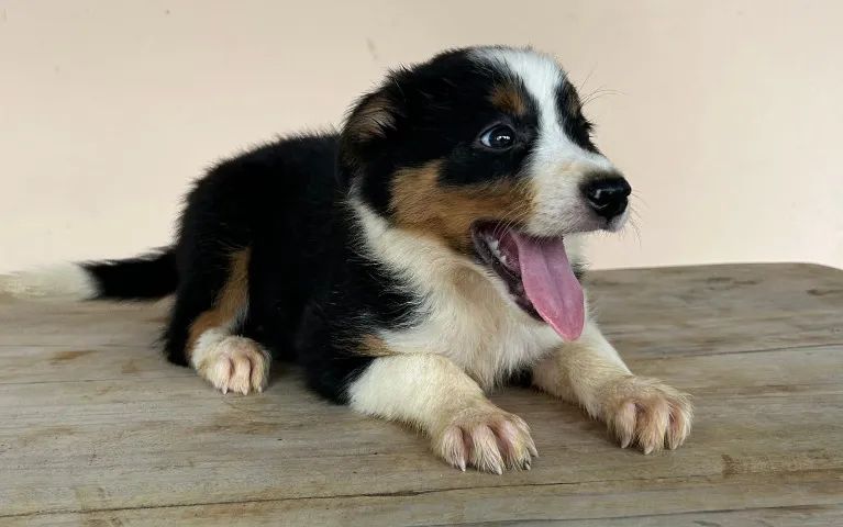 Filhotes de Border Collie - Foto 3