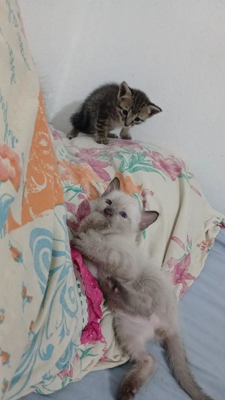 Doação  - Foto 2