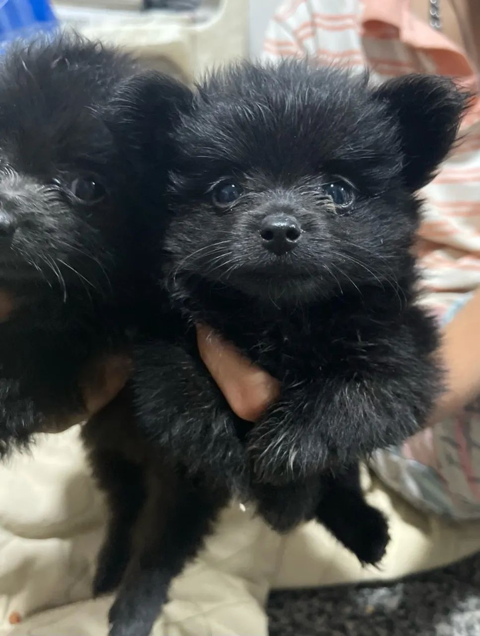 Lulu da pomerânea 