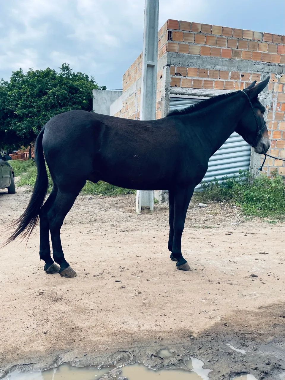 A venda Burro Preto