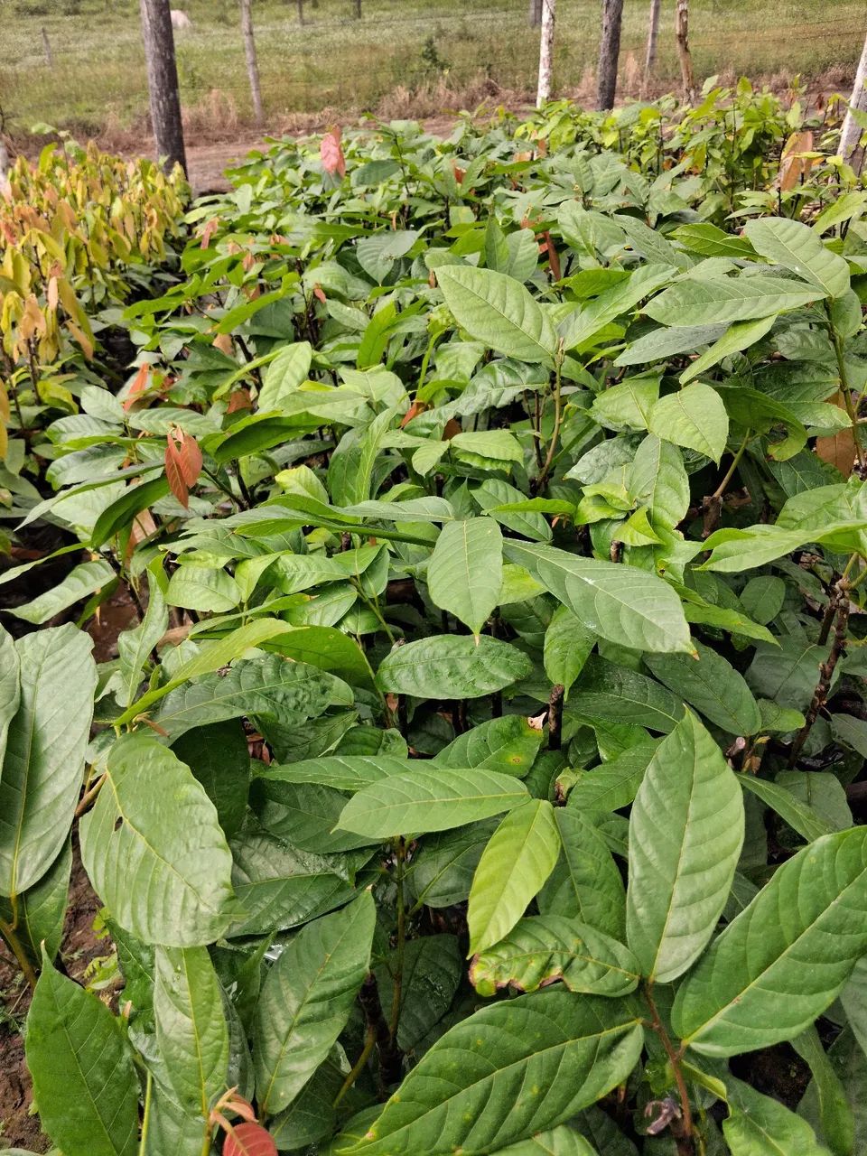 Mudas de cacau clonado CEPEC - Foto 4