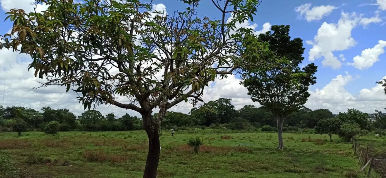 Chácara 42.000 metros Chácara Recreio Samabaia - Foto 13