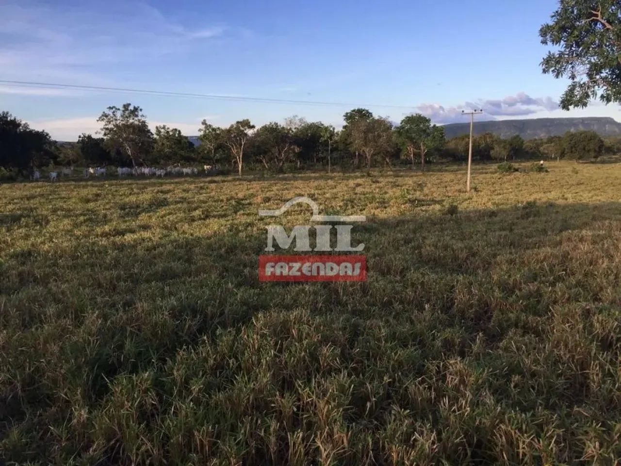 Fazenda 89 Alqueires (430 Hectares) Miracema - TO