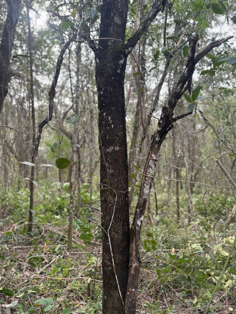 Chácara em Taquaraçu De Minas  - Foto 5