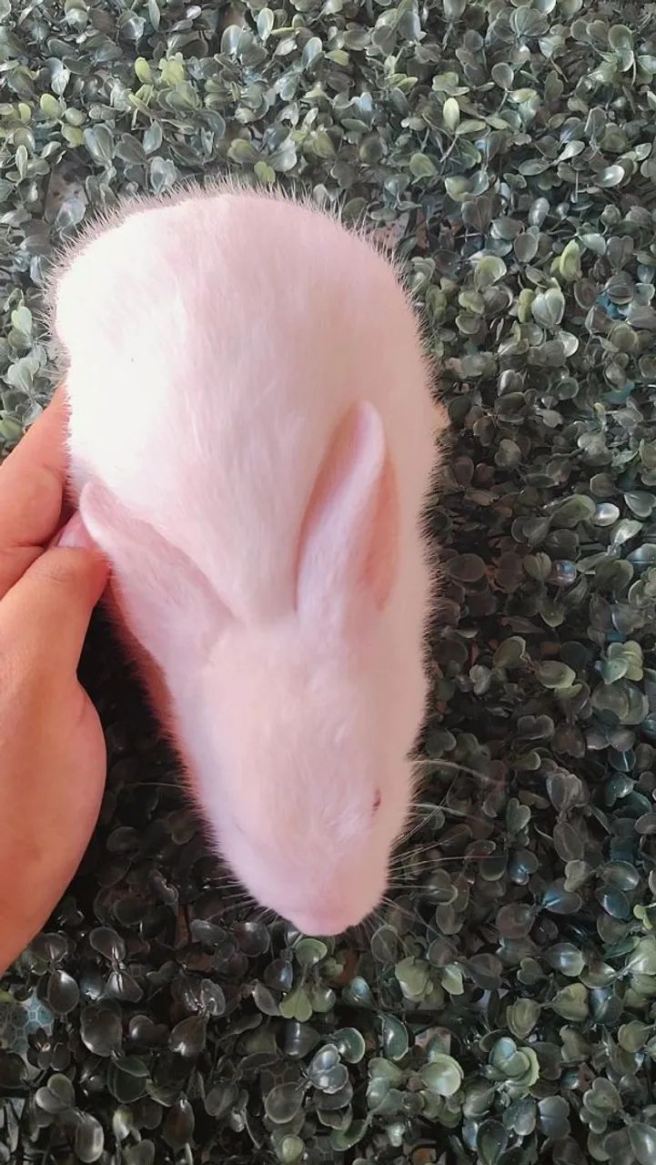 Coelhinhas de raça! - Foto 2