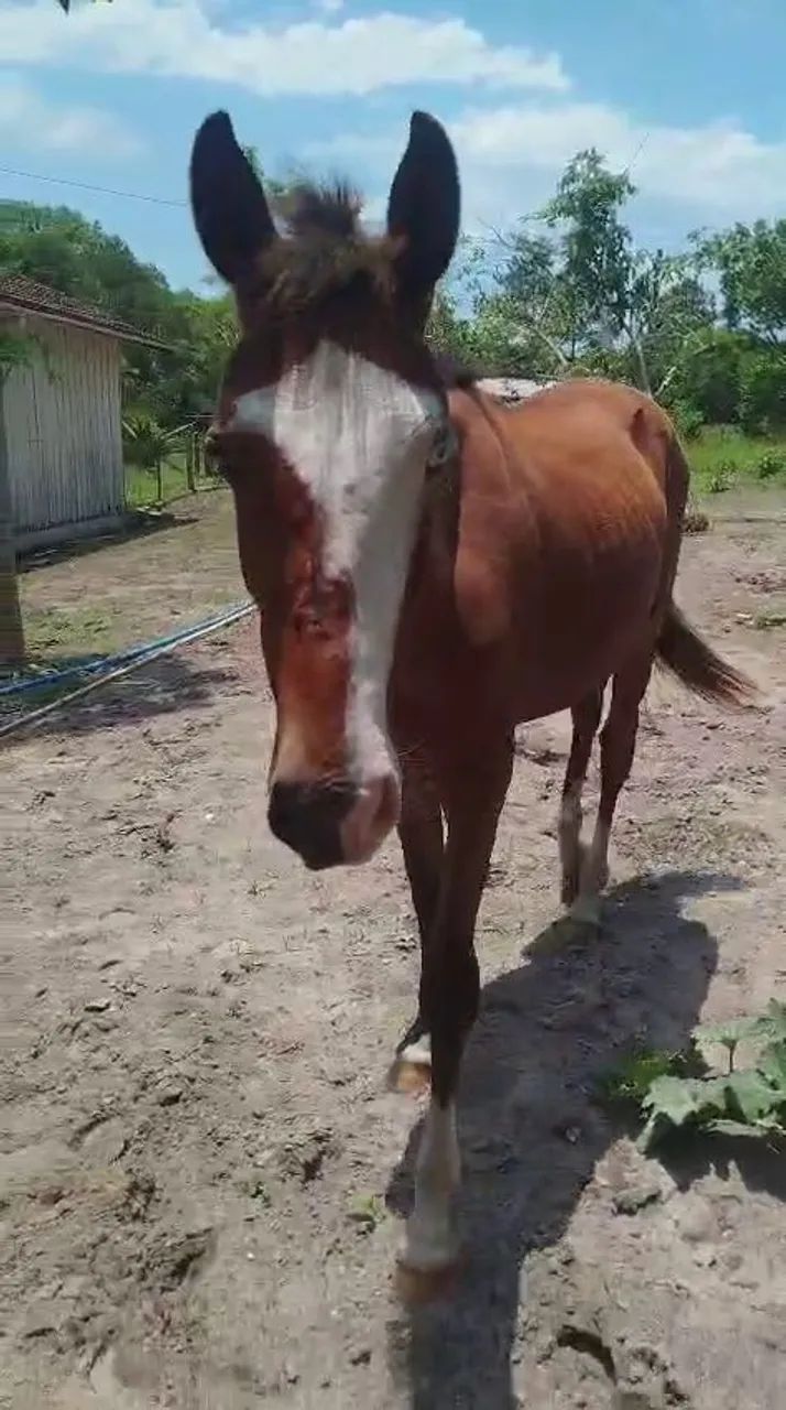 Cavalo crioulo  - Foto 3