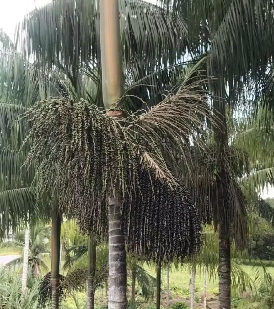 SEMENTES DE AÇAI GERMINANDO  - Foto 2