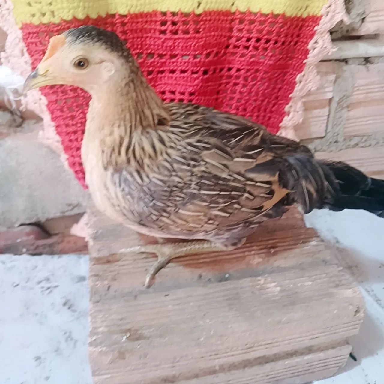 Vendo frango e frangas da raça garnizé. - Foto 4