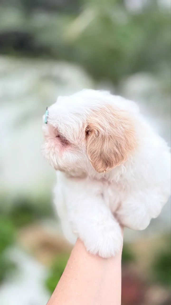 Shihtzu machinho  - Foto 4