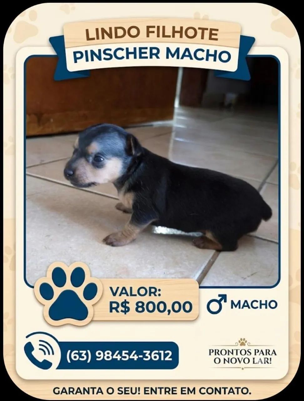 Vende-se pinscher número 1 - Foto 2