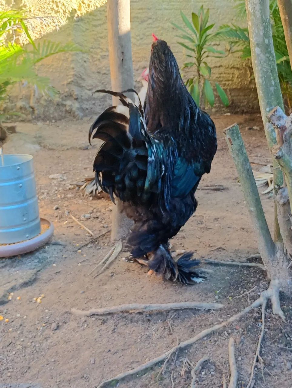 Ovos galados de brahma