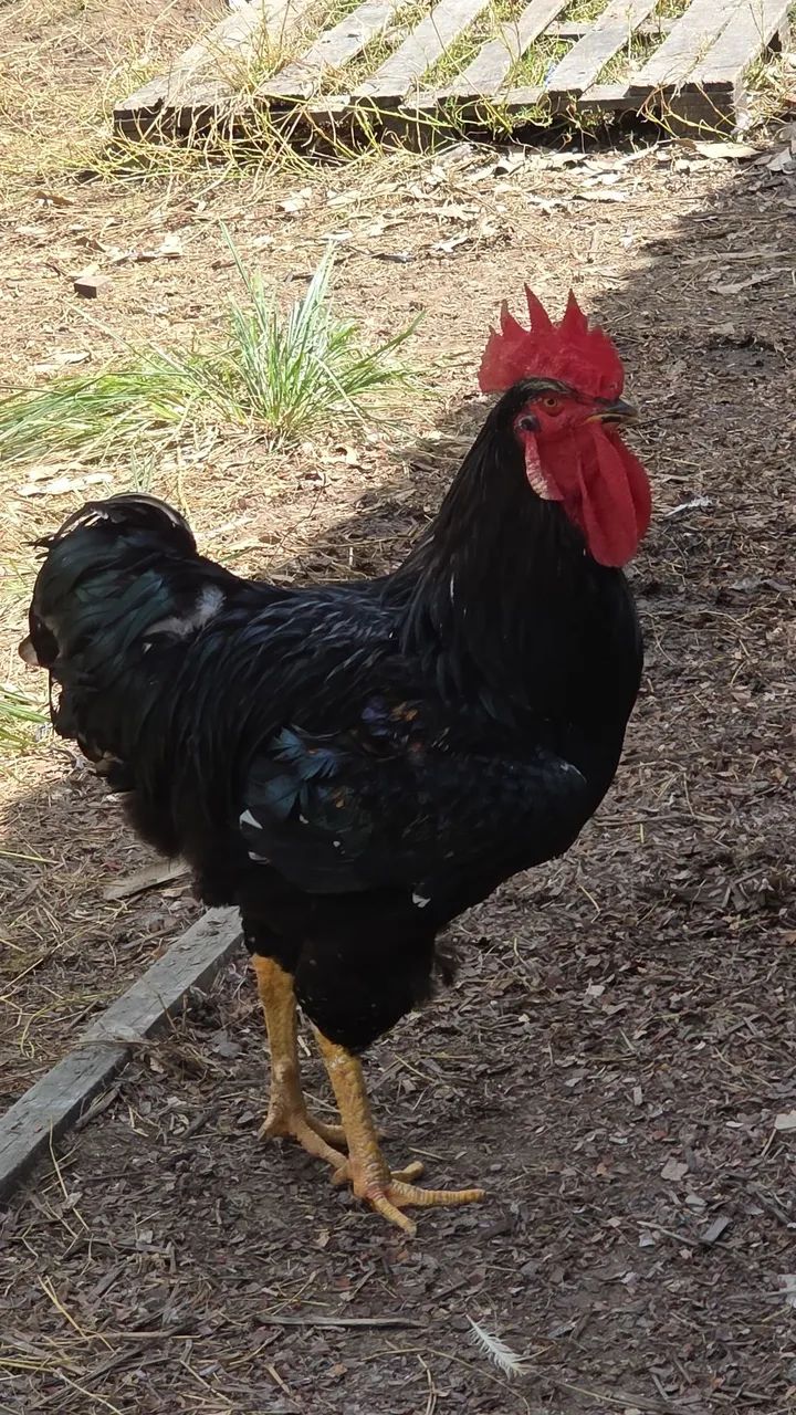 Frango GSB balão sertaneja