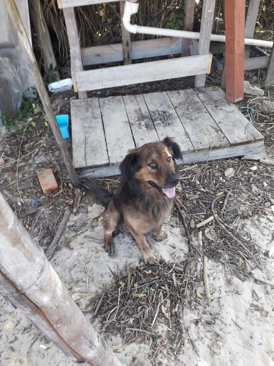 Adoção responsável  - Foto 2
