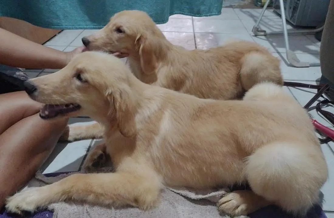 Golden Retriever  - Foto 2