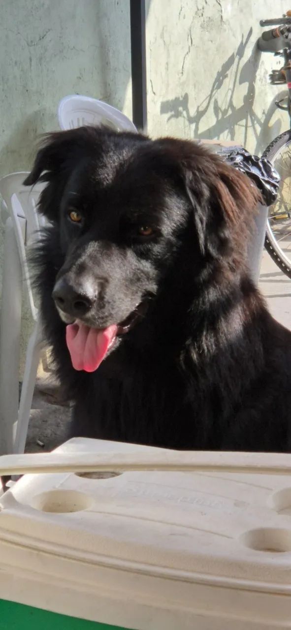 Doação/adoção responsável de cachorro 