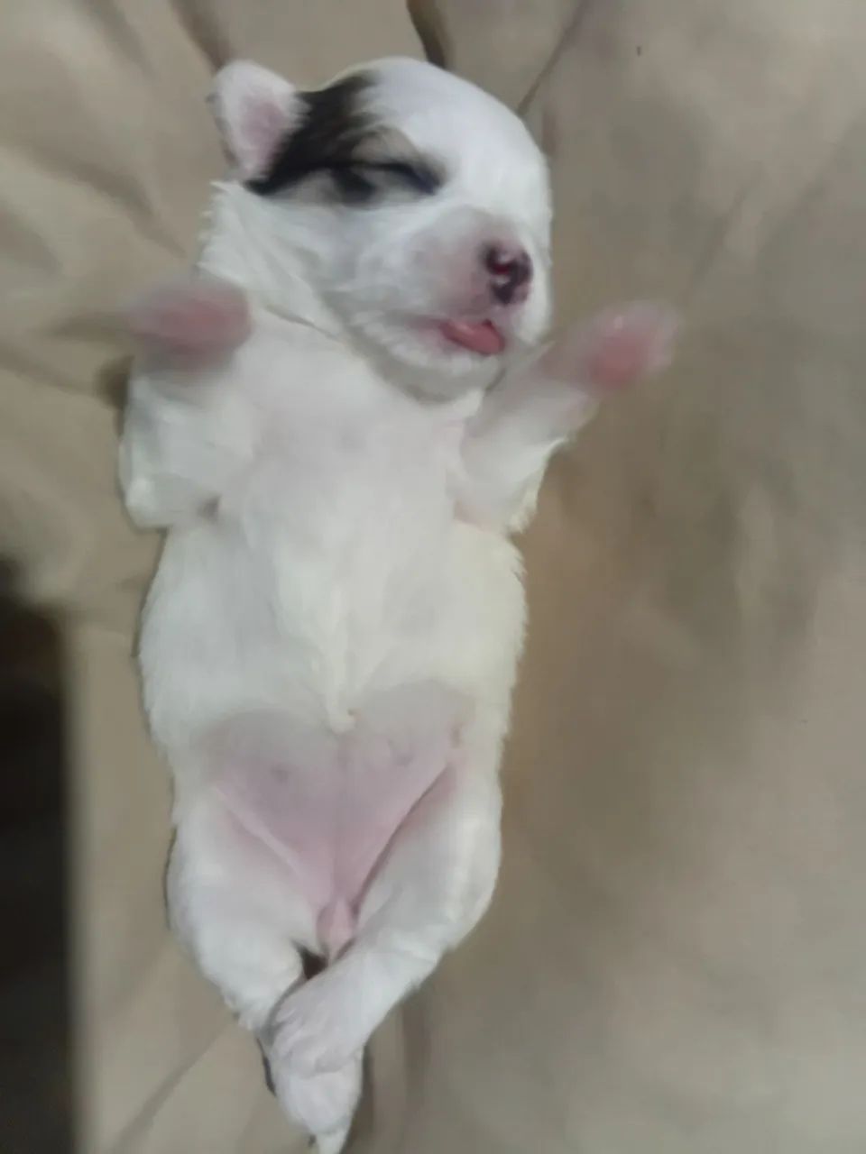Shitzu 