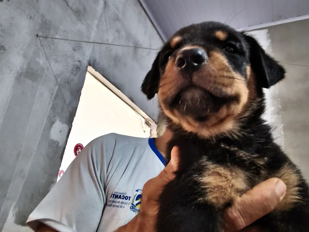 Filhotes de Rotweiller Macho  - Foto 3