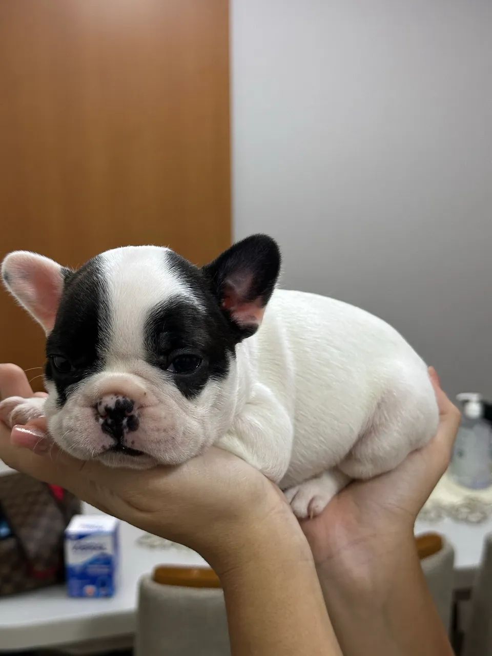 Buldogue francês  - Foto 4