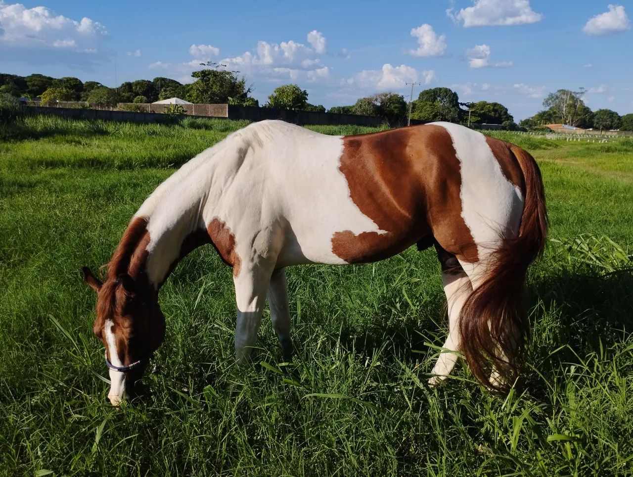 Cavalo Paint horse - Foto 5
