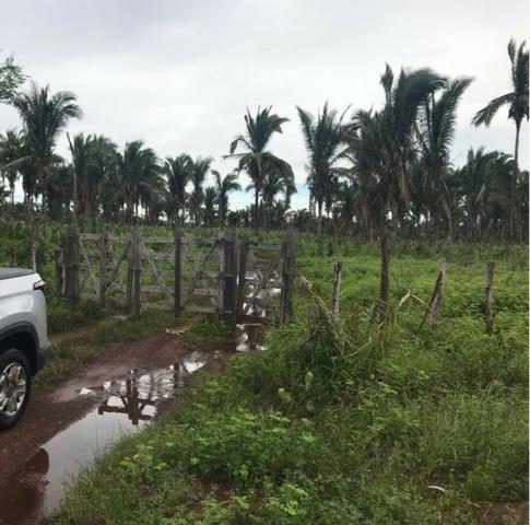 Fazenda no Município Cantanhede - Vendo - Foto 3