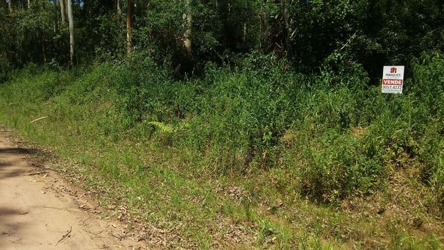 Chácara c/3,2 ha, Morro dos Barretos - Montenegro - 94 - Foto 4