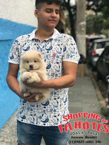 Chow-chow ligue para adquirir conosco * - Foto 2