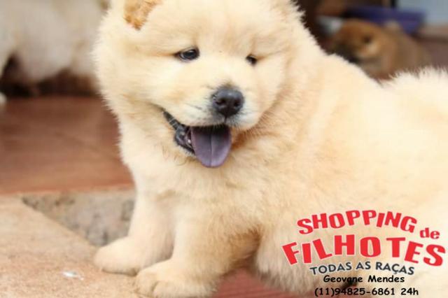 Chow-chow Vermelho/Creme/Dourado/Preto/Branco - todos no excelente padrão da raça - Foto 3