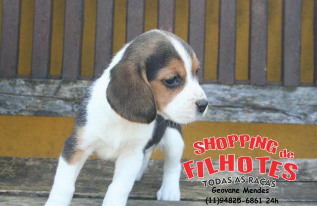 Beagle chamar no What`s para mais informações * 24h
