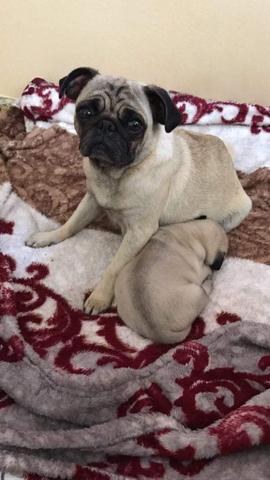 Filhotes pug porte pequeno - Foto 3