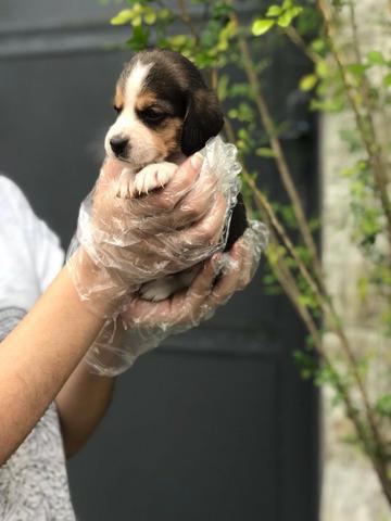 Beagle mini, a pronta entrega, com garantia de saúde - Foto 2