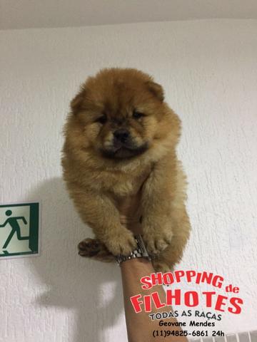 Chow-chow laranjinha/creme e pretinho, machos e femeas - Foto 3