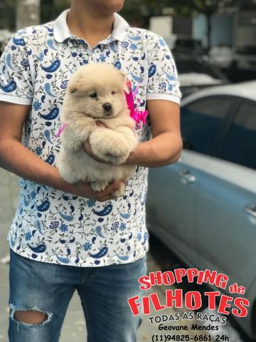 Chow-chow ligue para adquirir conosco * - Foto 4