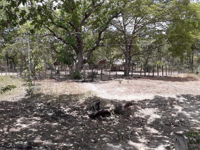 Fazenda em Boa-Hora/PI a 140 km de Teresina - Foto 17