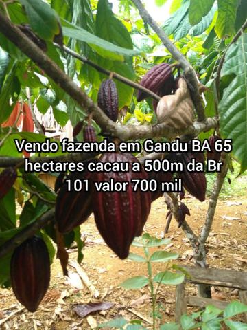 Vendo fazenda em Gandu BA