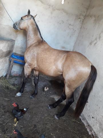 Cavalos pra vendê e trocas