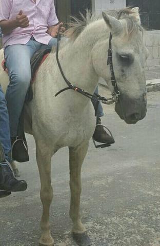 Vendo cavalo ou troco em algo do meu interesse