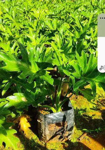 Mudas de Guaimbé - Foto 3