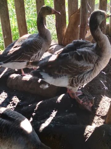 Vendo casal de Ganso africano 